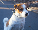 Собаки в Ставрополе: Джек рассел терьер-кобель на вязку Мальчик, 20 000 руб. - фото 1