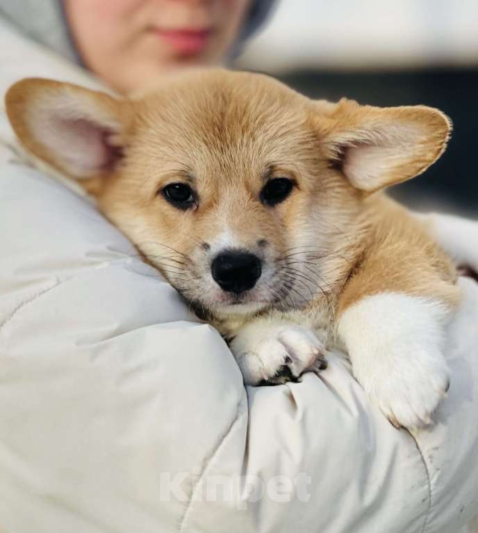 Собаки в Москве: Щенок вельш корги Мальчик, 80 000 руб. - фото 2