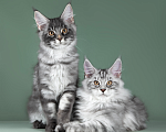 Кошки в Видном: Котята мейн-куны - Чудо с кисточками! Разнополые, 50 000 руб. - фото 8
