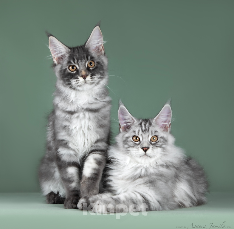 Кошки в Видном: Котята мейн-куны - Чудо с кисточками! Разнополые, 50 000 руб. - фото 8