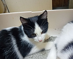 Кошки в Самаре: Прекрасный кошачий мальчишка Мальчик, Бесплатно - фото 7