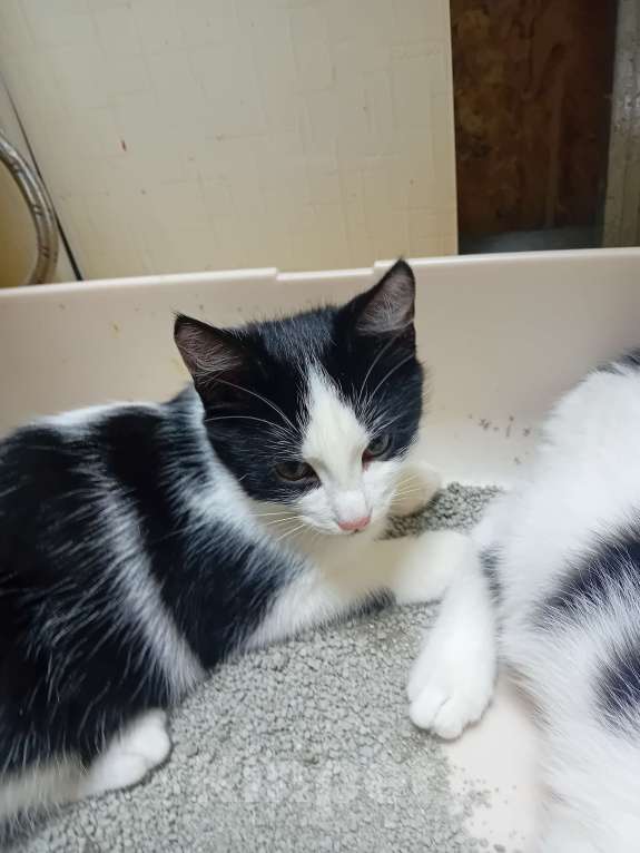 Кошки в Самаре: Прекрасный кошачий мальчишка Мальчик, Бесплатно - фото 7