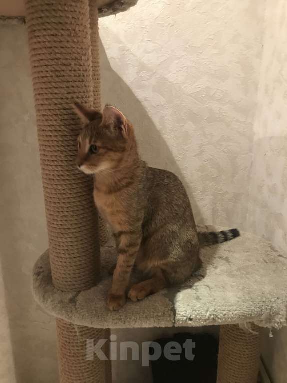 Кошки в Магнитогорске: Девочка мини рысь Девочка, 60 000 руб. - фото 2