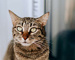 Кошки в Реутове: Роскошная кошка Марвина в добрые руки.  Девочка, Бесплатно - фото 1