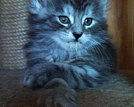 Кошки в Ливны: Котята мейн-кун, 50 000 руб. - фото 1
