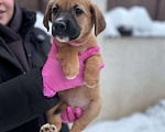 Собаки в Яхроме: Милые щенки в добрые руки Девочка, 5 руб. - фото 3