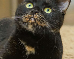 Кошки в Санкт-Петербурге: Красавица Саванна ищет хозяина Девочка, Бесплатно - фото 4