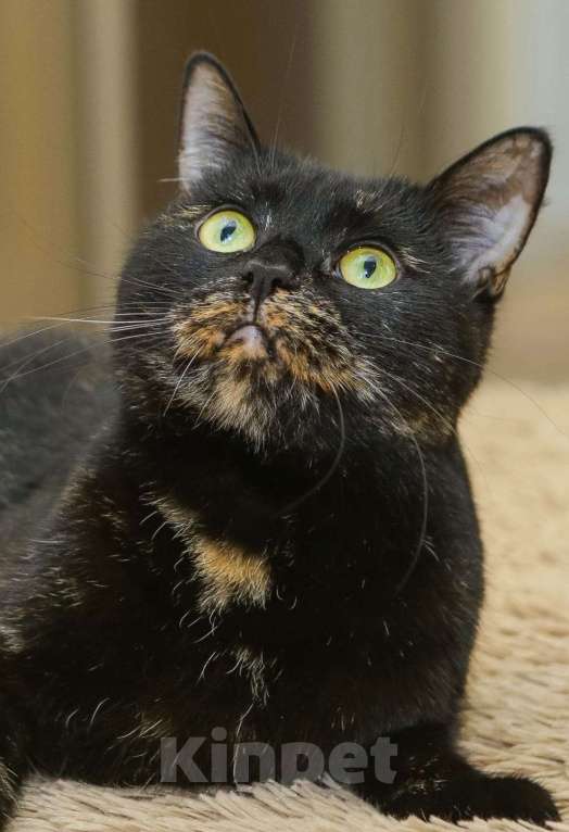 Кошки в Санкт-Петербурге: Красавица Саванна ищет хозяина Девочка, Бесплатно - фото 4