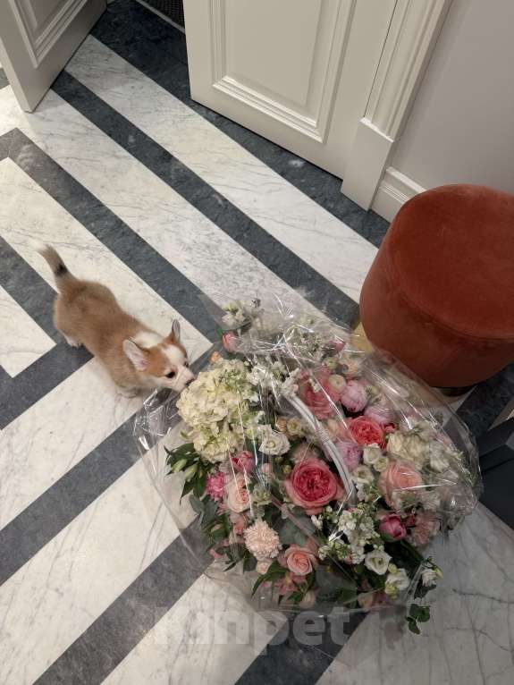 Собаки в Москве: Щенки Вельш корги пемброк Разнополые, 100 000 руб. - фото 8