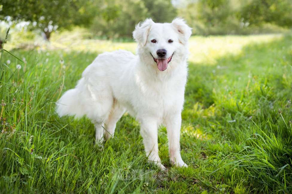 Собаки в Москве: Красивый ласковый парень в дар Мальчик, Бесплатно - фото 2