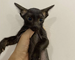 Кошки в Краснодаре: Ориентальный котенок Девочка, Бесплатно - фото 8