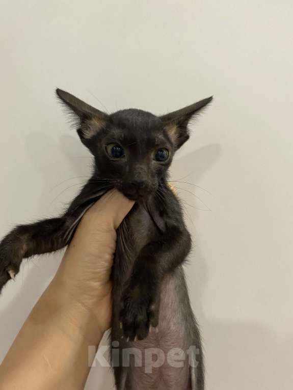 Кошки в Краснодаре: Ориентальный котенок Девочка, Бесплатно - фото 8