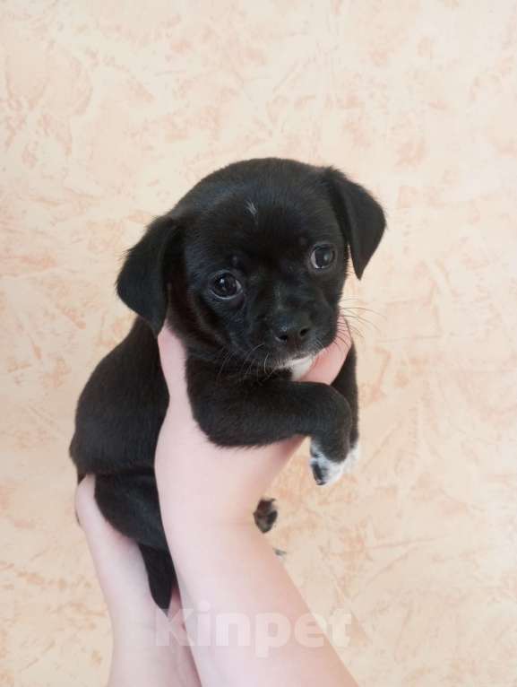 Собаки в других городах Московской области: Продаю щенков чихуахуа Мальчик, 25 000 руб. - фото 4