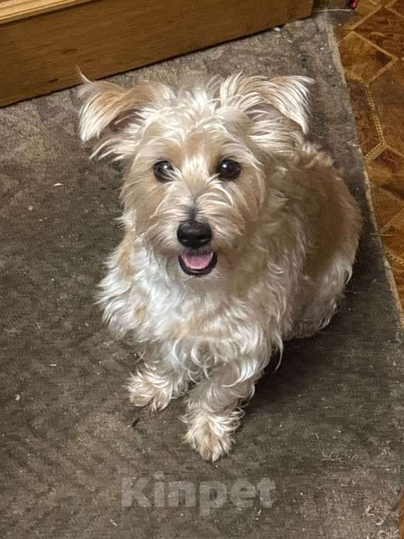 Собаки в Москве: Срочно Активную девочку в добрые руки Девочка, Бесплатно - фото 2