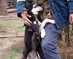 Собаки в Москве: Аляска, 1.5 года Девочка, Бесплатно - фото 4