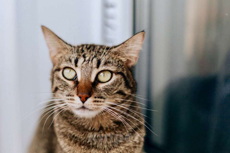 Кошки в Реутове: Роскошная кошка Марвина в добрые руки.  Девочка, Бесплатно - фото 1