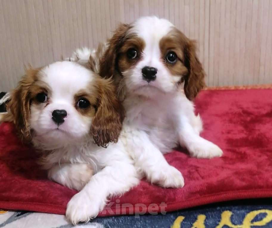 Собаки в Москве: Кавалер кинг чарльз спаниель 2,5 мес. девочки и мальчики Мальчик, 60 000 руб. - фото 2