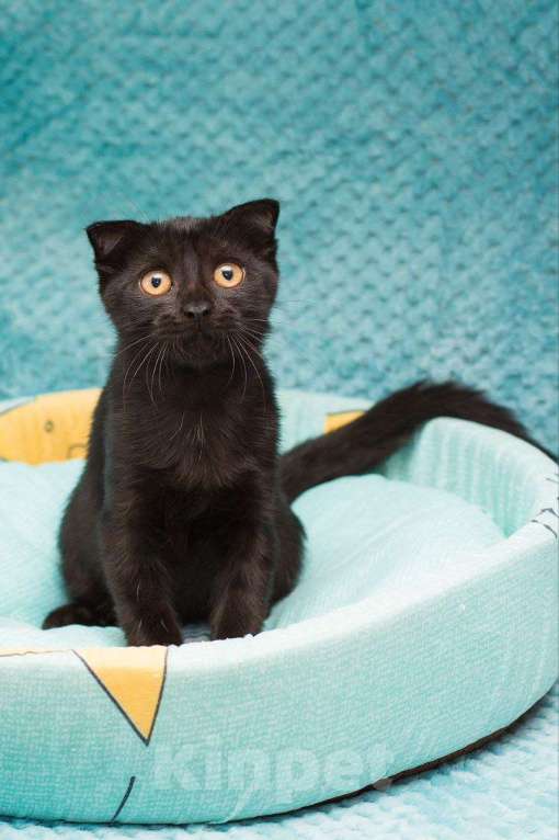 Кошки в Москве: Котенок Марио Мальчик, Бесплатно - фото 3