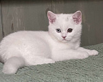 Кошки в Перми: Белоснежные шотландцы Девочка, 25 000 руб. - фото 2