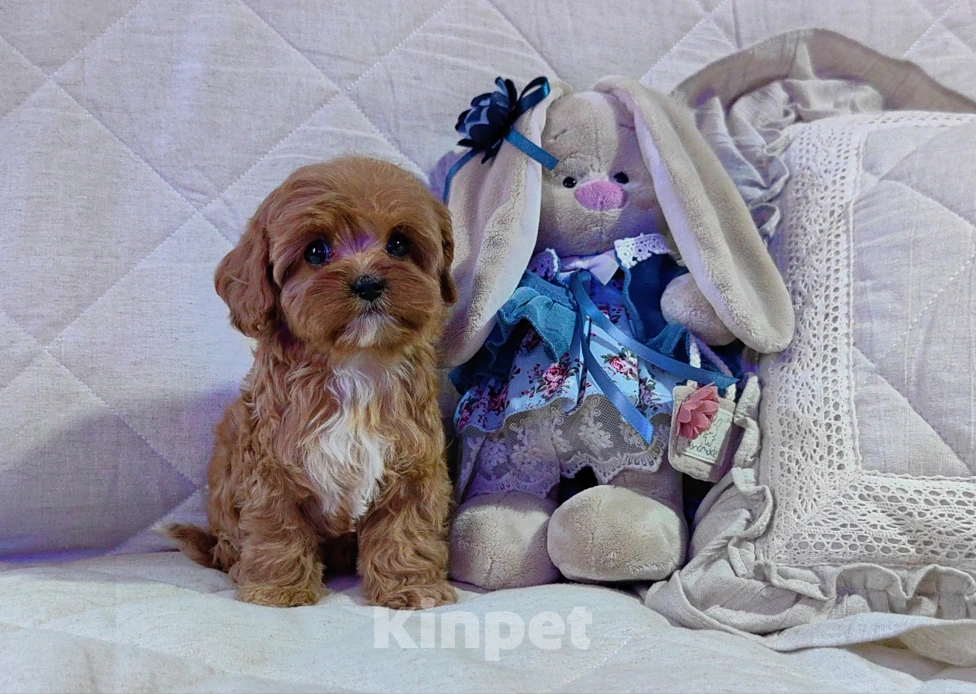 Собаки в Москве: Кавапу, щенок Мальчик, 85 000 руб. - фото 6