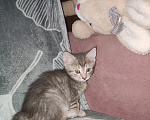 Кошки в Уфе: Котята, 2 мес Девочка, Бесплатно - фото 7