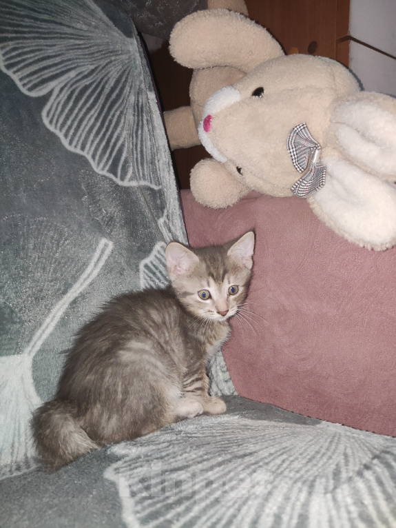 Кошки в Уфе: Котята, 2 мес Девочка, Бесплатно - фото 7