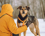 Собаки в Москве: Собака в добрые руки Девочка, Бесплатно - фото 3
