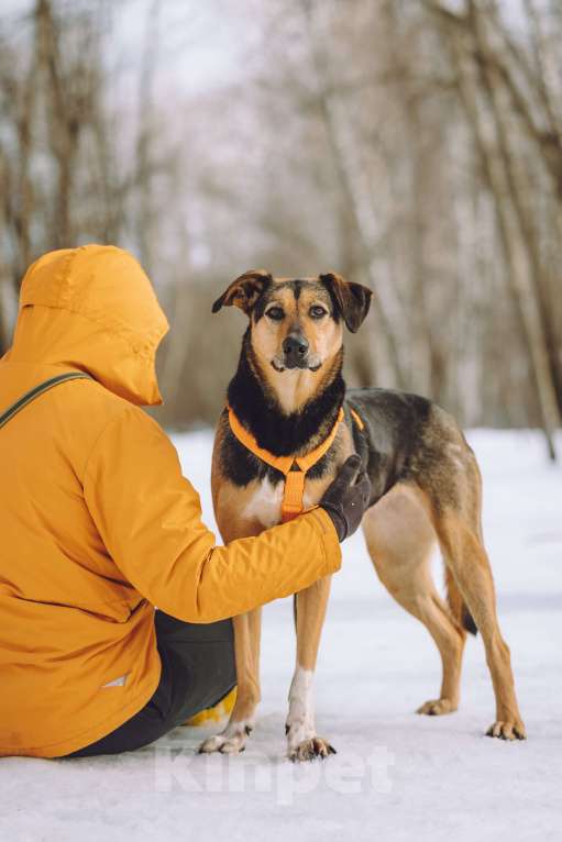 Собаки в Москве: Собака в добрые руки Девочка, Бесплатно - фото 3
