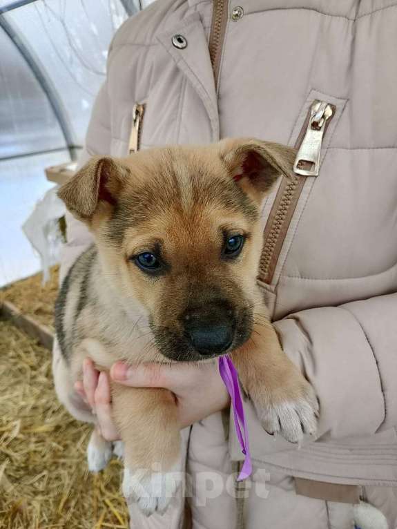 Собаки в других городах Московской области: Щенки ищут дом. Мальчик, 500 руб. - фото 3