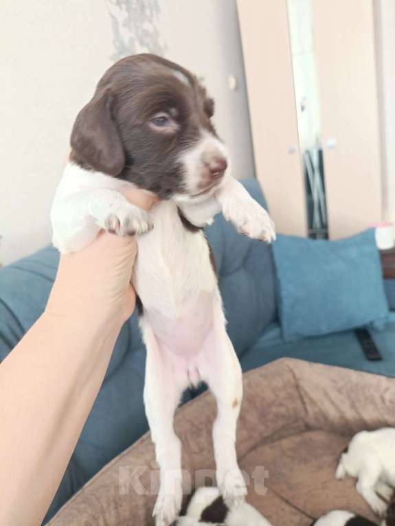 Собаки в других городах Новосибирской области: Девочка 3 Девочка, 10 000 руб. - фото 1