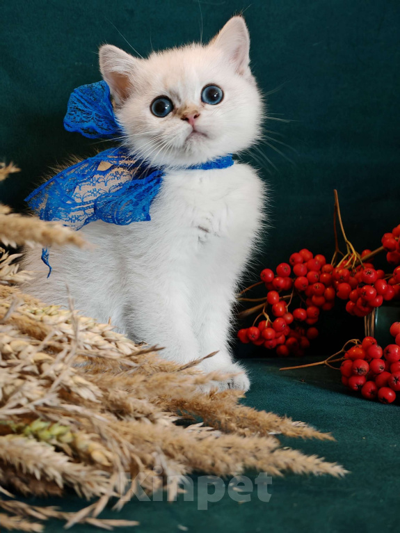 Кошки в Москве: Голубоглазая красотка ждет своих родителей Девочка, 75 000 руб. - фото 3