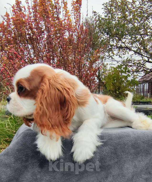 Собаки в Санкт-Петербурге: Красивая девушка Кавалер Кинг Чарльз спаниель  Девочка, 160 000 руб. - фото 4