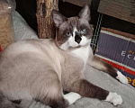 Кошки в Саратове: Помогите пожалуйста найти моего кота Мальчик, 1 000 руб. - фото 2
