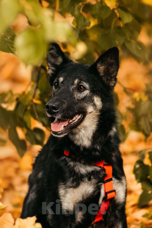 Собаки в Москве: Муза  Девочка, Бесплатно - фото 2