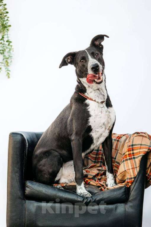 Собаки в других городах Московской области: Очень хороший мальчик в дар Мальчик, Бесплатно - фото 6