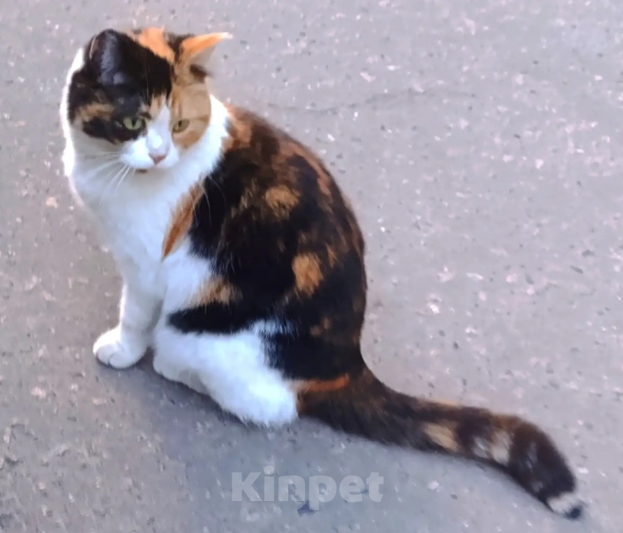 Кошки в Москве: Трехцветная кошка в дар Девочка, Бесплатно - фото 6