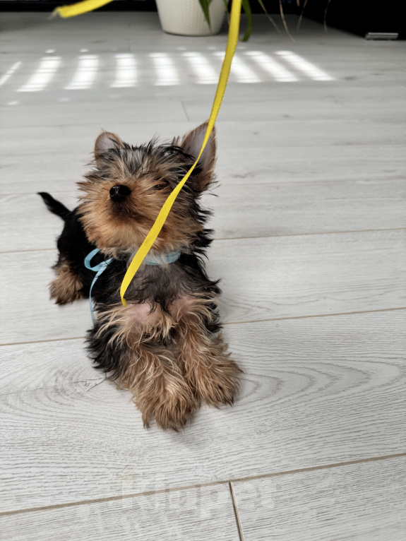 Собаки в Москве: Йорки мини Девочка, 18 000 руб. - фото 4