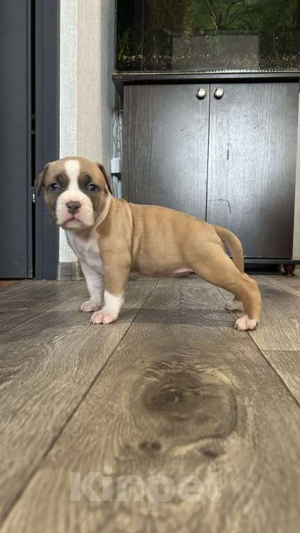 Собаки в Белгороде: Щенки АСТ Девочка, 40 руб. - фото 9