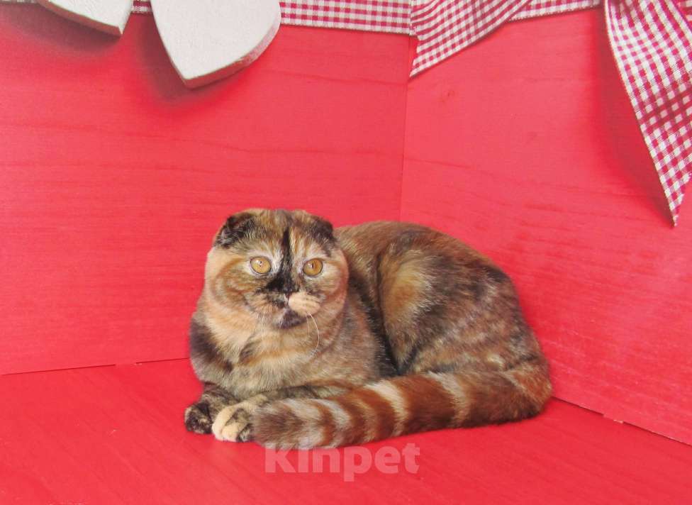 Кошки в Санкт-Петербурге: шотландская кошечка в разведение или в любимцы Девочка, Бесплатно - фото 5