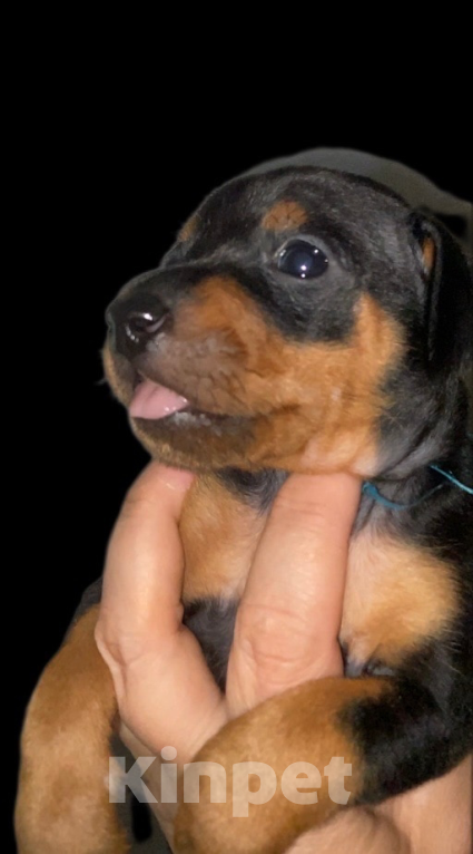 Собаки в Чехове: Великолепные щенки цверг пинчера, мини добермана Мальчик, 40 000 руб. - фото 5