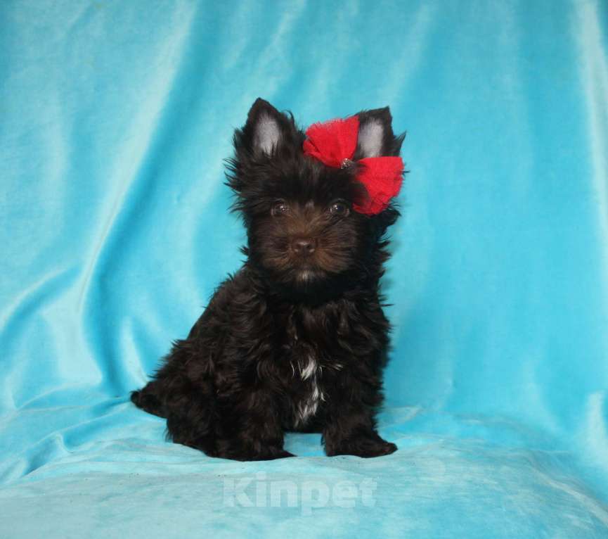 Собаки в Москве: Шоколадный йорк Девочка, 70 000 руб. - фото 2