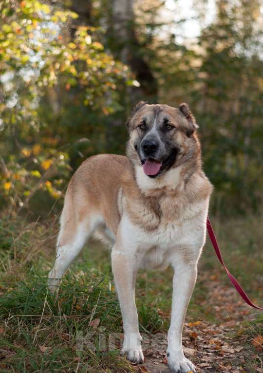 Собаки в Ногинске: Шафран - мощь, стать, благородство и доброта Мальчик, Бесплатно - фото 2
