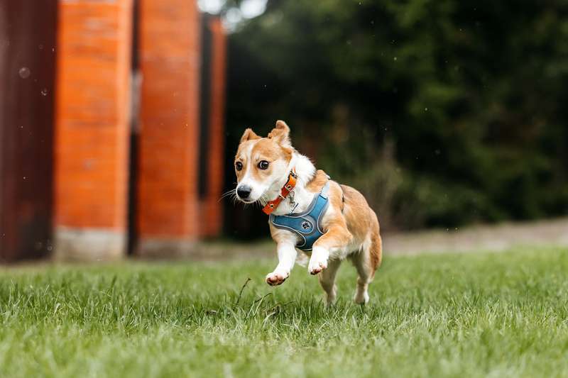 Собаки в Москве: Крошечная рыжая собачка Кеша в добрые руки Девочка, 1 руб. - фото 2
