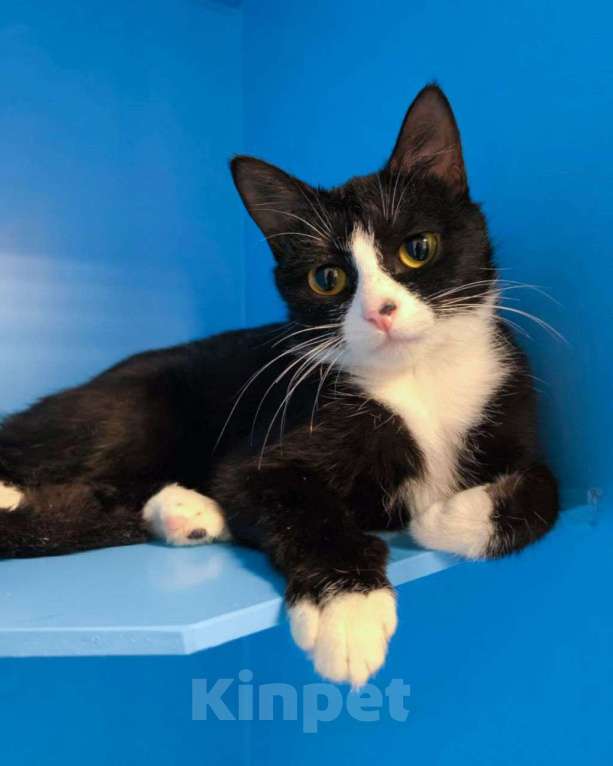 Кошки в Москве: Котенок Искорка Девочка, Бесплатно - фото 3