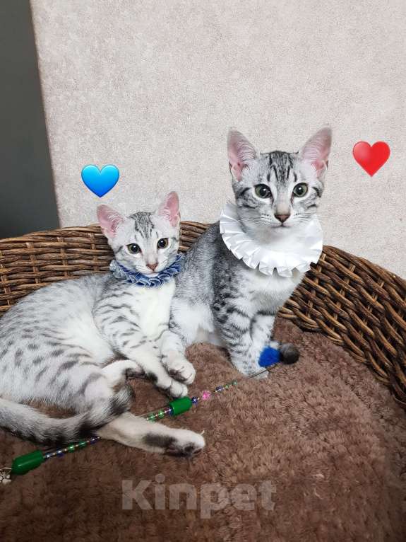 Кошки в Санкт-Петербурге: Котик редкой породы Египетская мау  Мальчик, Бесплатно - фото 5