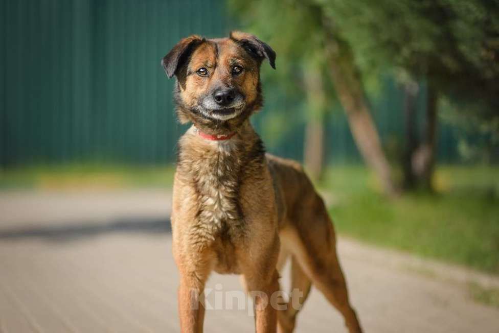 Собаки в Москве: Верта Девочка, Бесплатно - фото 5
