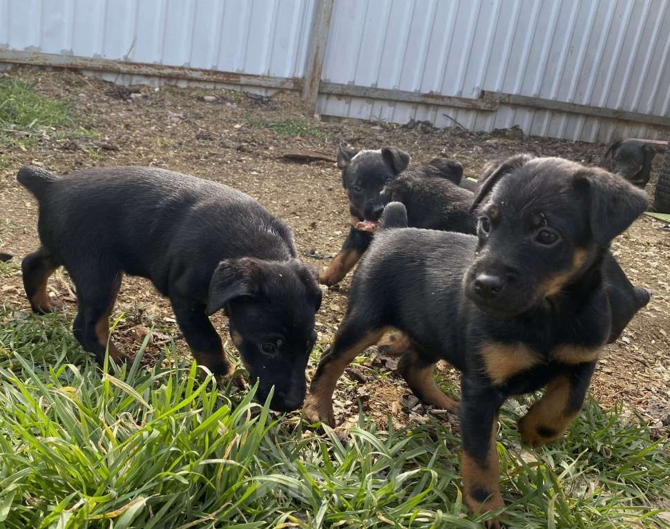 Собаки в других городах Крыма: Ягдтерьер Мальчик, 10 000 руб. - фото 1