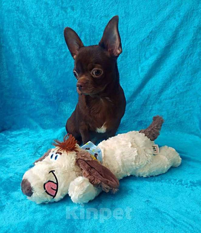 Собаки в Санкт-Петербурге: шоколадный мальчик 5 мес мелкий стандарт Мальчик, 27 000 руб. - фото 6