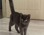 Кошки в Иркутске: Котенок 5 месяцев Девочка, Бесплатно - фото 3