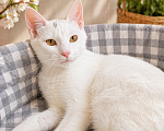 Кошки в Санкт-Петербурге: Котенок Девочка, Бесплатно - фото 5